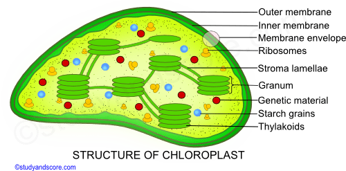 Ultrastructure of chloroplast, envelop, stroma, granum, envelop. thylakoids